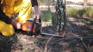 Lawn Grading and Leveling in North Shore, CA