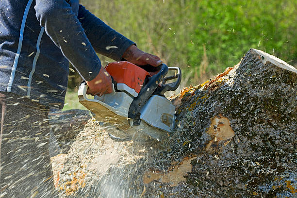 How Our Tree Care Process Works  in  North Shore, CA